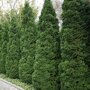 Thuja occidentalis 'Holmstrup'